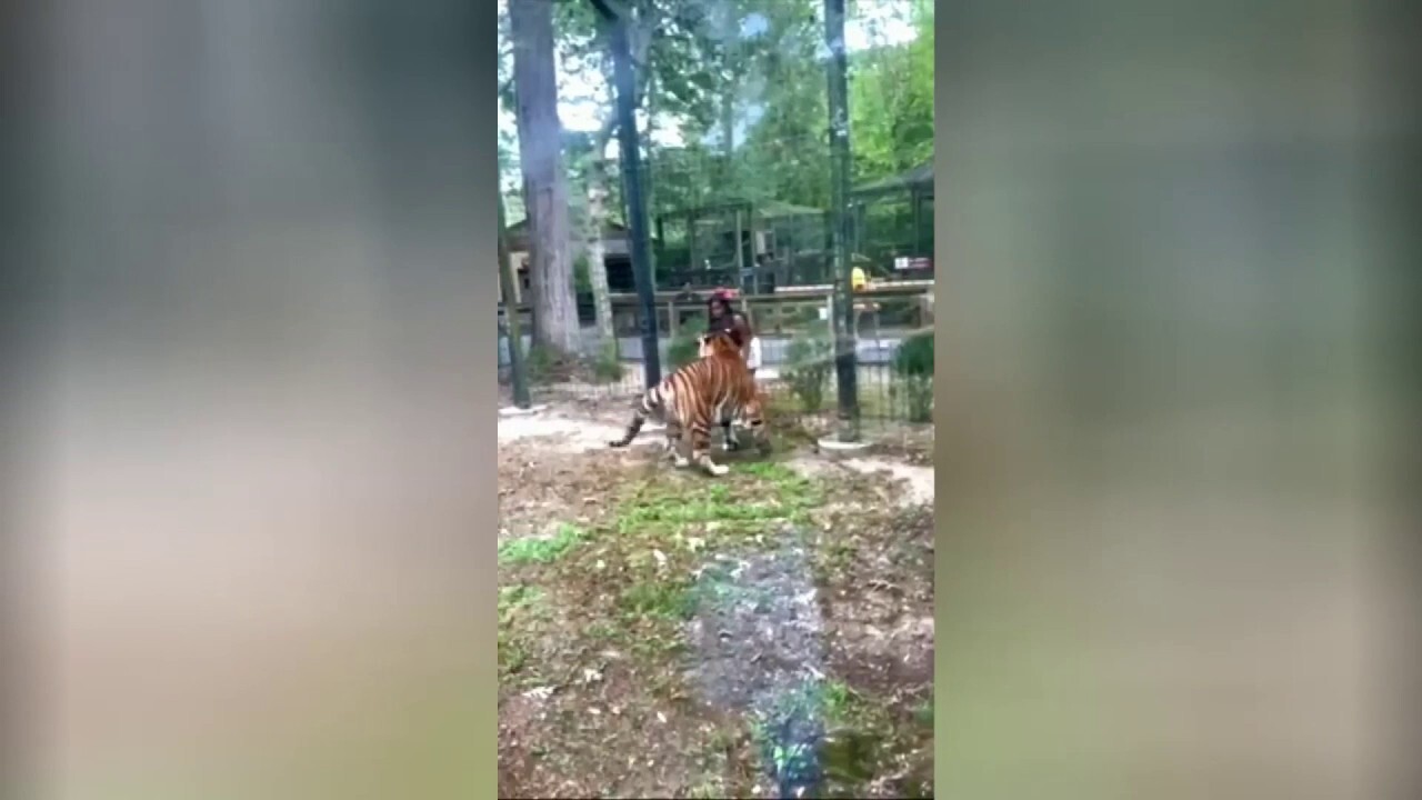 Tiger nearly bites woman who climbed over zoo fence