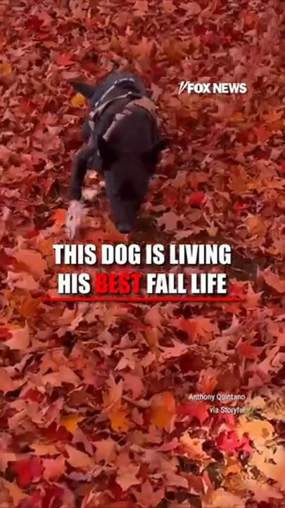 This dog is living his BEST fall life