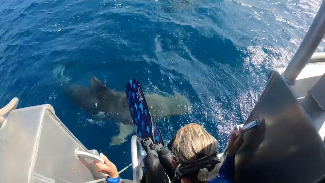 Shocking video shows close encounter with tiger shark
