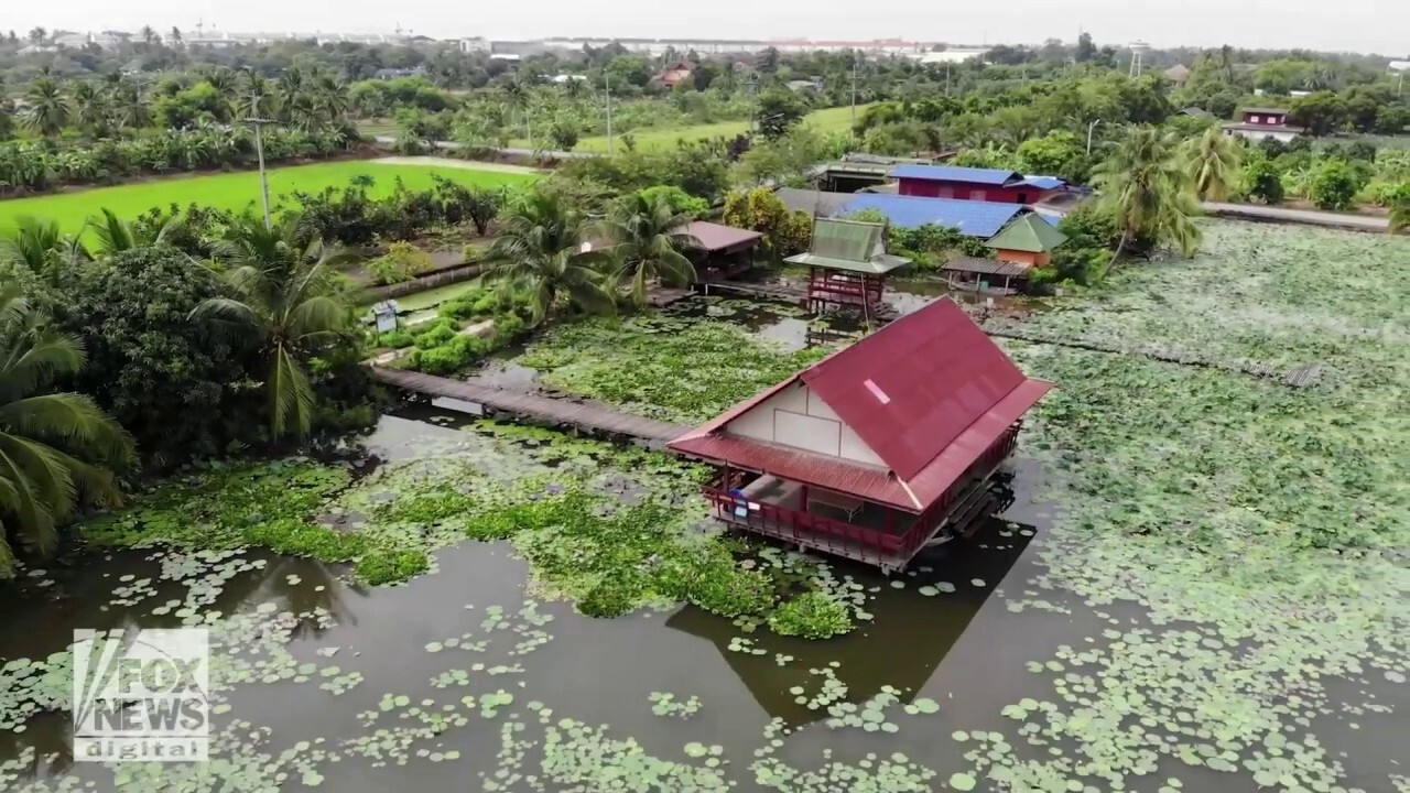 Mesmerizing lotus field shown in dramatic drone video