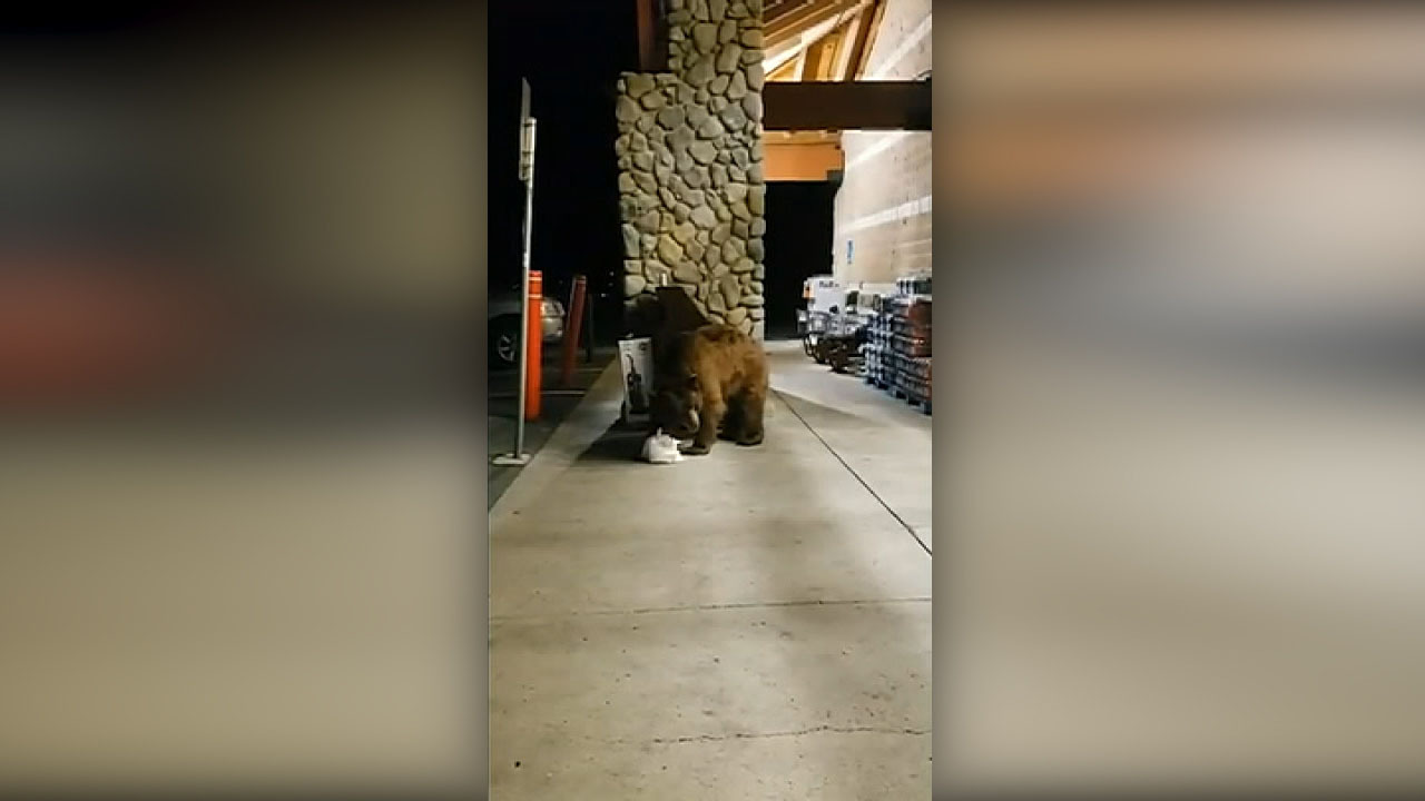 Bear wanders into Lake Tahoe grocery store, leaves with bag of tortilla chips