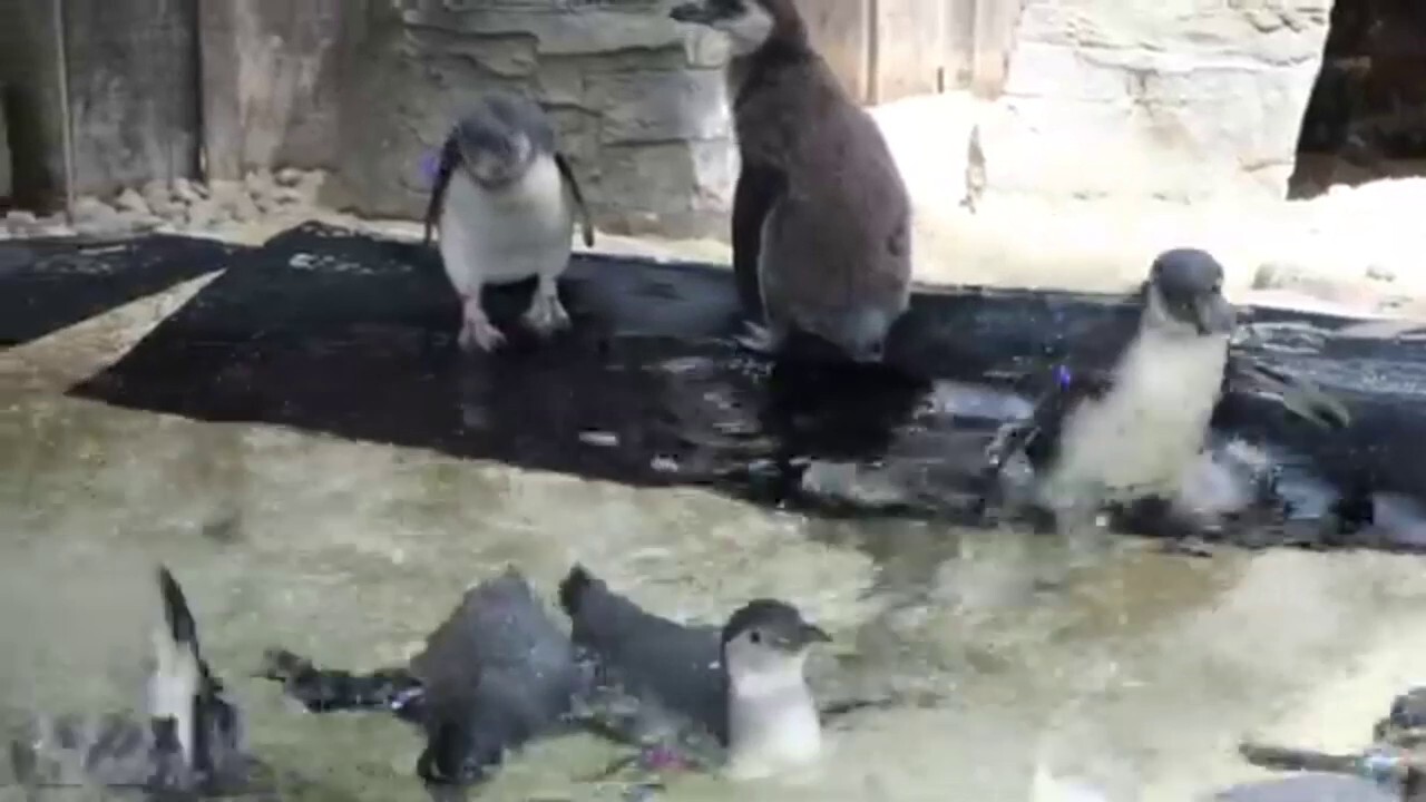 Surf's up! Zoo penguins take their first-ever swim lesson