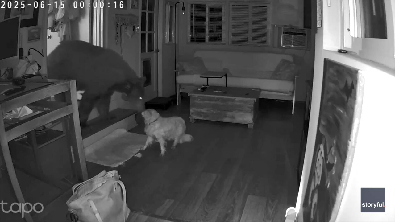 Security footage captures dramatic faceoff between bear and dog 