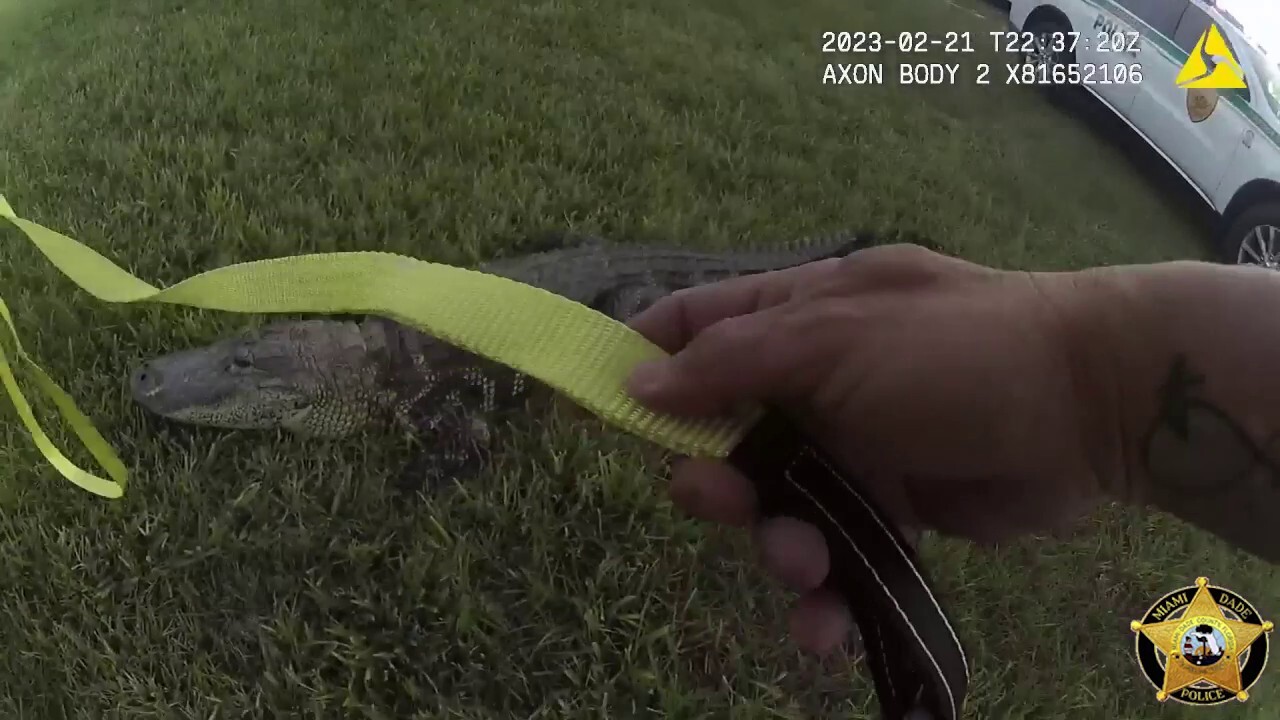 Florida police officer's bodycam video shows him wrangling alligator