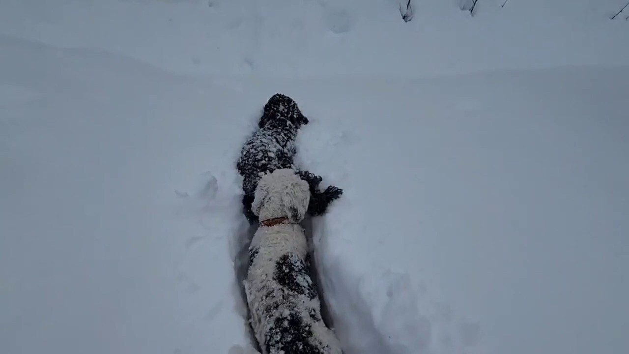 Alaskan dogs jump through the fallen snow that surpasses 20 inches
