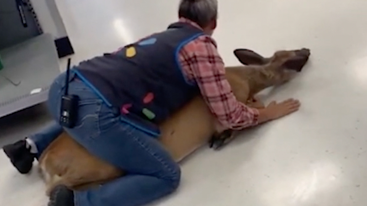 Wisconsin Walmart employee tackles deer that got loose in store