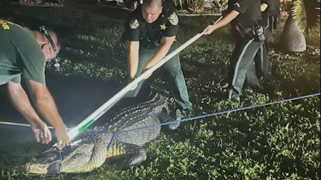 11-foot alligator lets out monstrous roar at Florida deputies