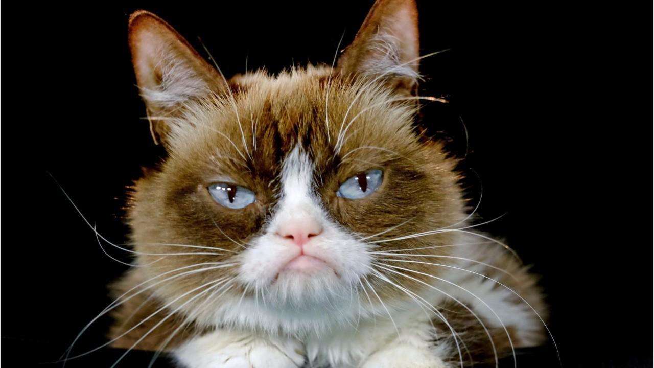 Internet sensation Grumpy Cat, 7, dead after 'complications' from infection