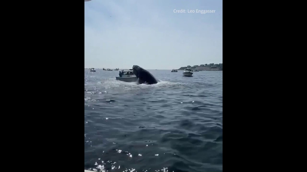 Breaching whale lands on fishing boat off of Massachusetts coast