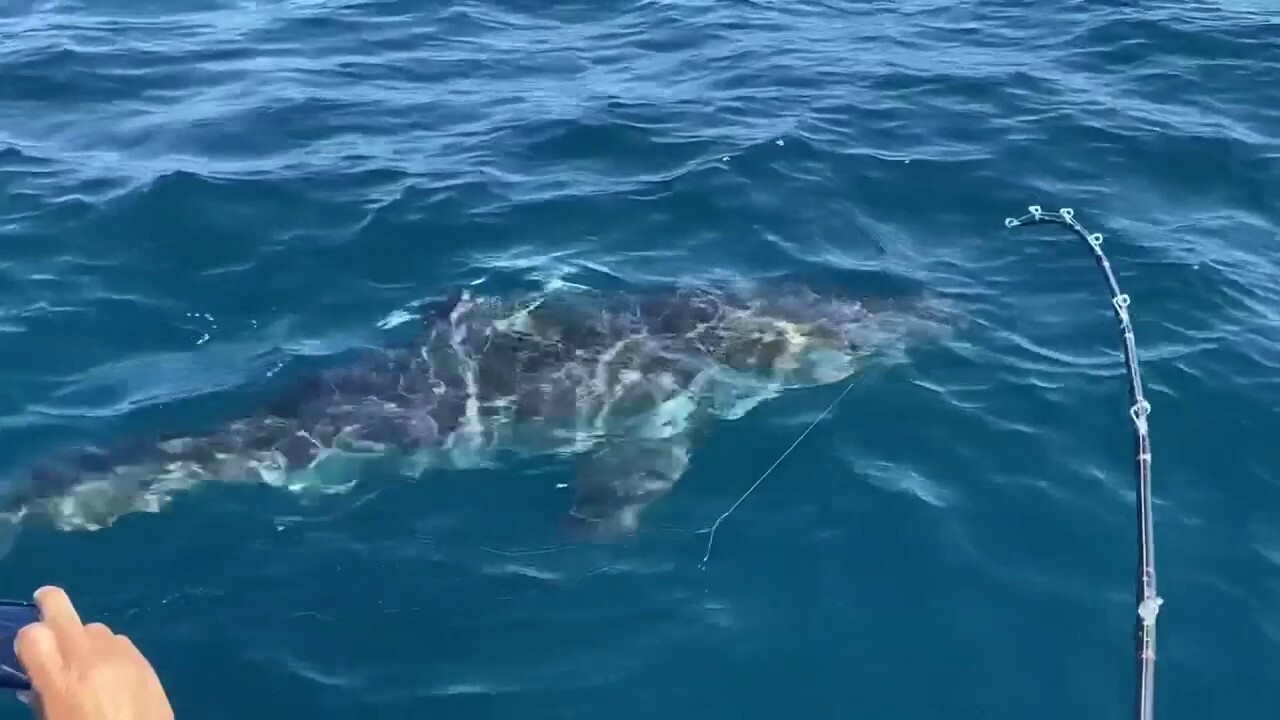 Great white shark caught in Florida