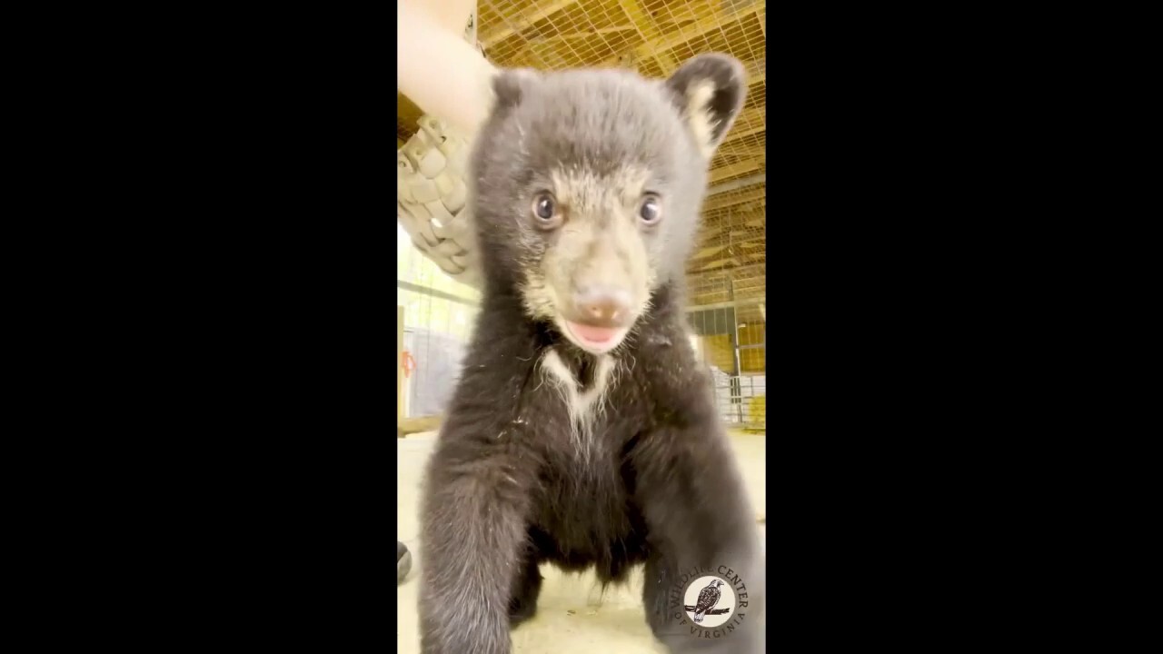 Playful bear cubs steal hearts at Virginia wildlife center 