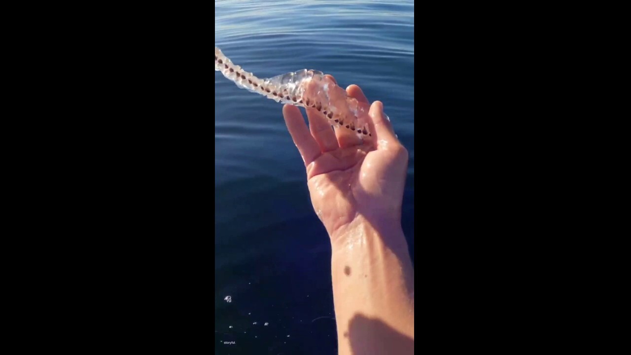 Paddleboarder in California shares his strange encounter with sea salps for the first time