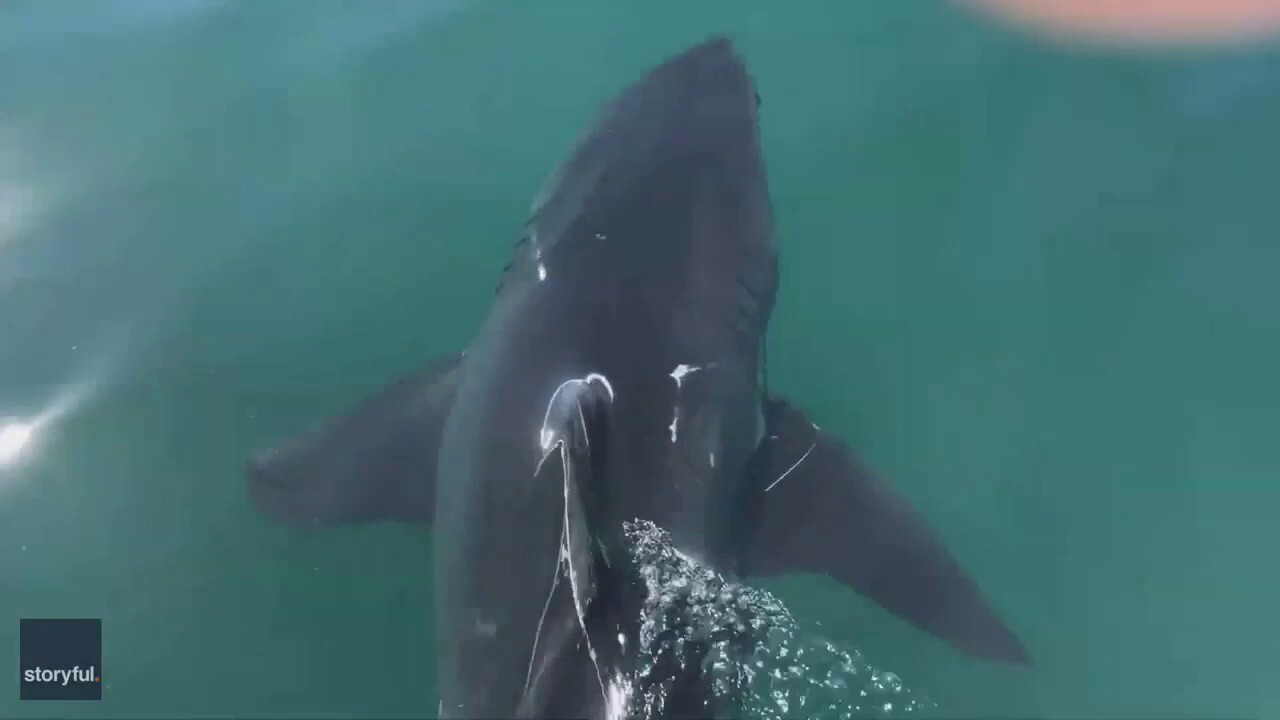Fisherman frees great white shark from fishing net off California