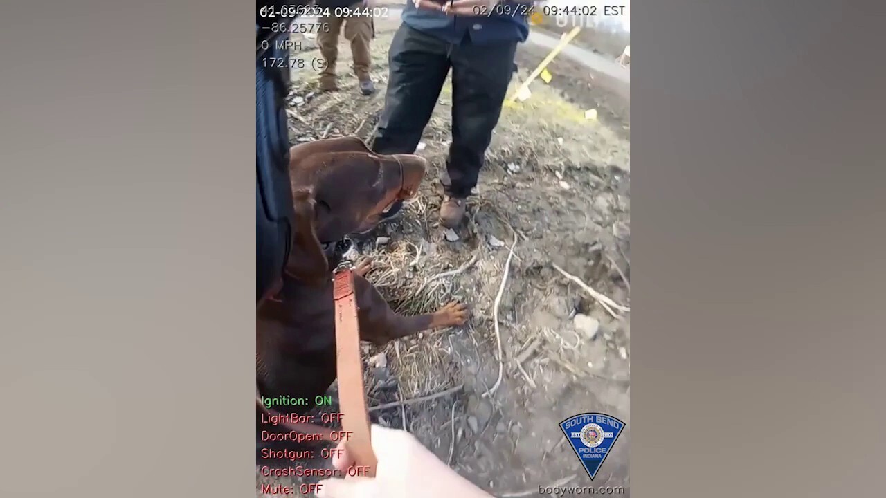 Куче, намерено с цип около муцуната, е осиновено от полицай от Индиана, който го спаси