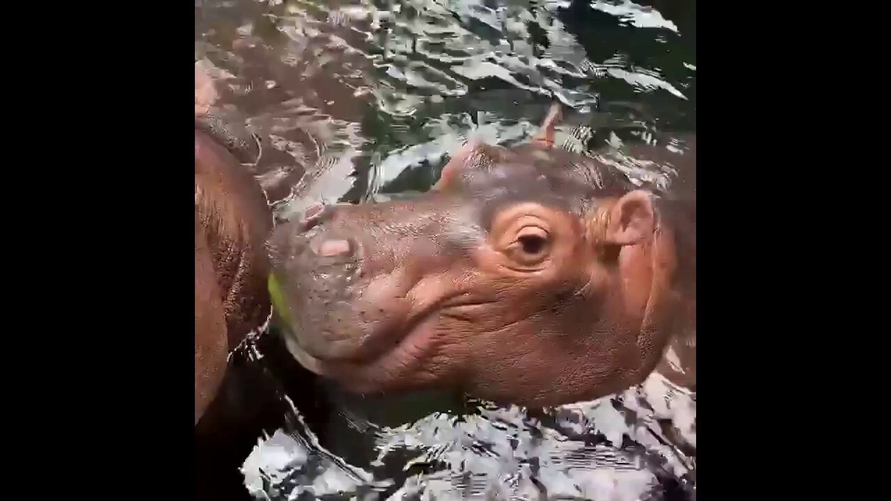 Baby hippo attempts to eat like the adults