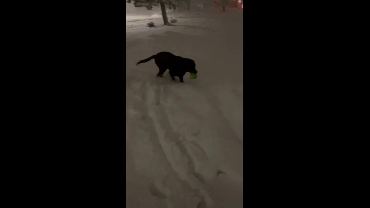 Dog plays in heavy snow after storm blows through his hometown