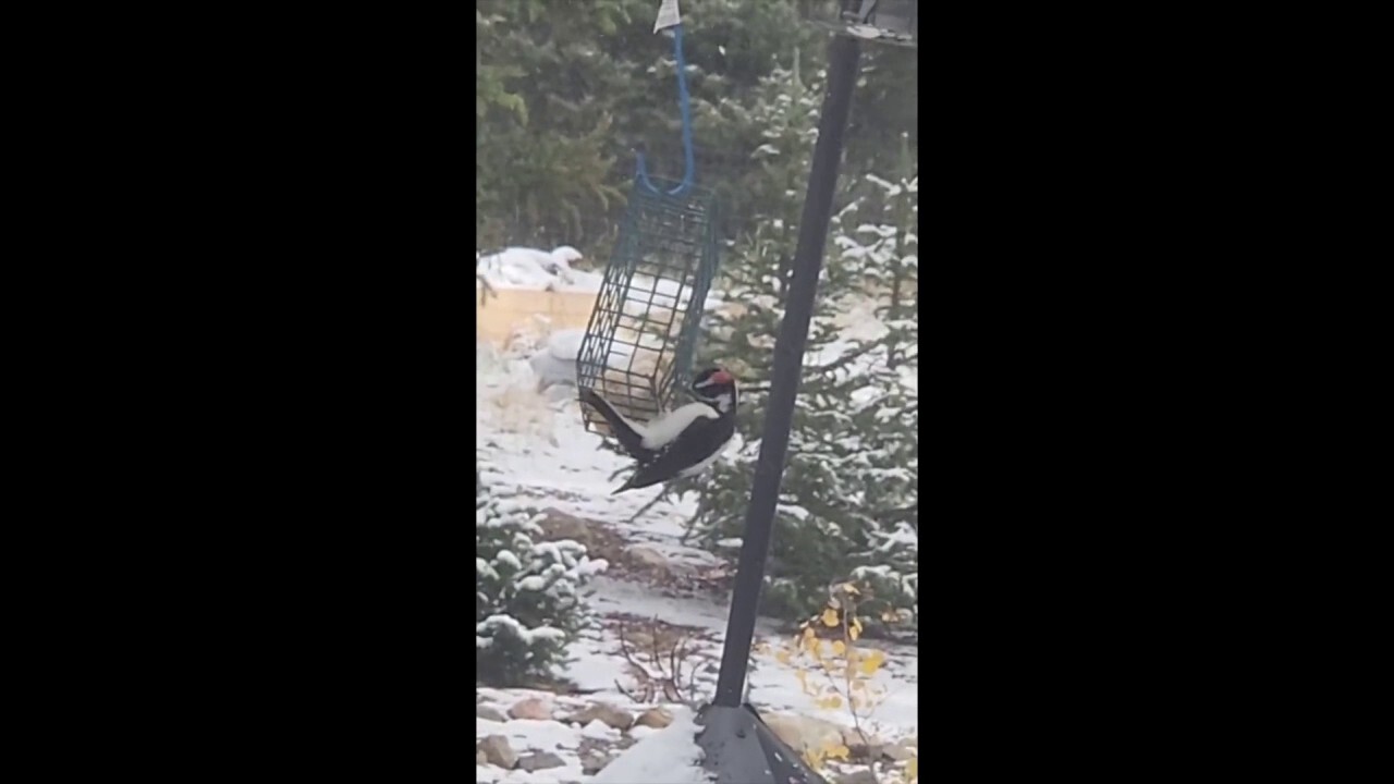 Colorado critters enjoy the autumnal snowfall in Fairplay