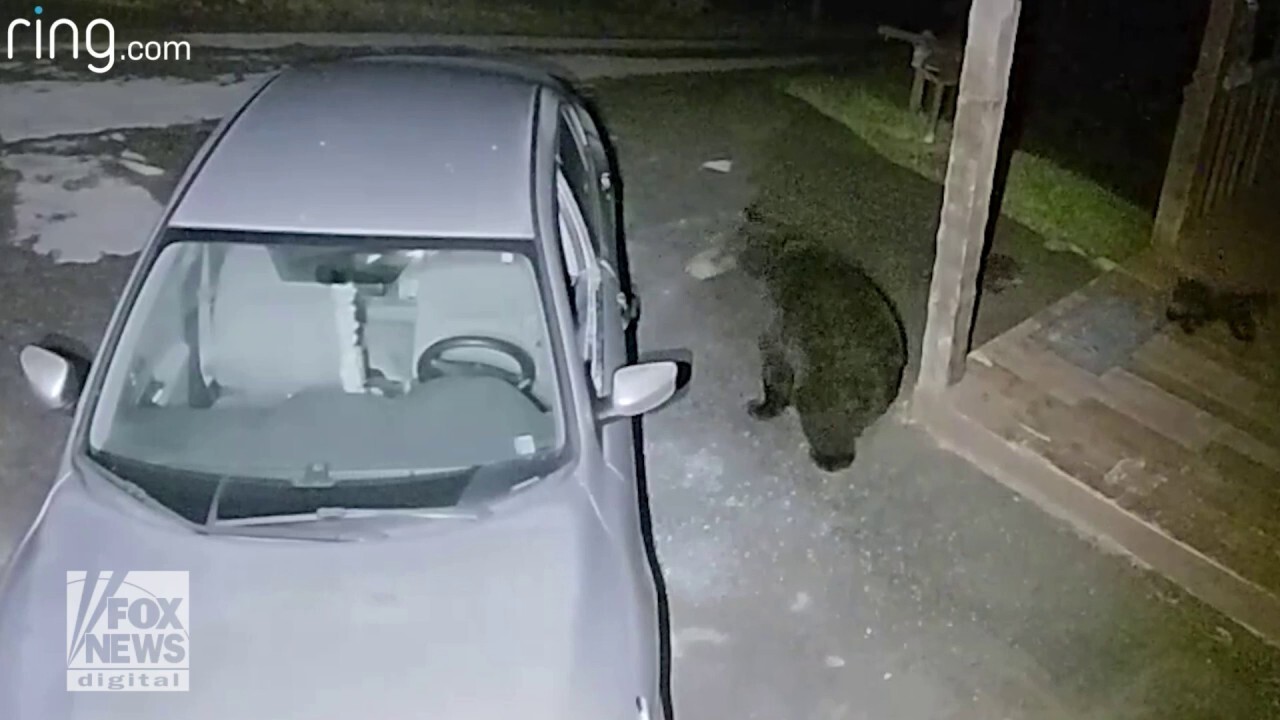 Black bear smashes car window with cubs nearby