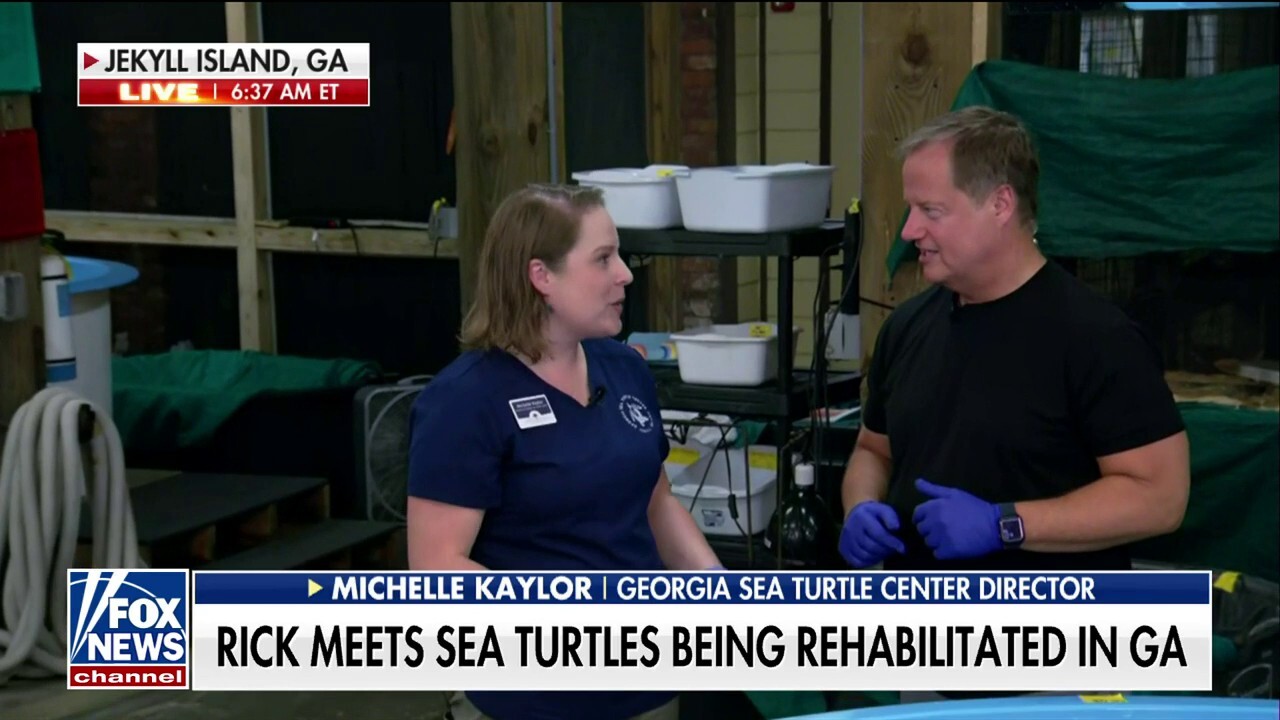Sea turtles rescued and rehabilitated in Georgia
