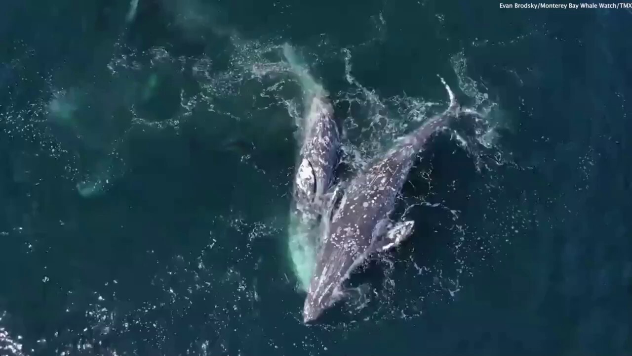 Volunteers working to save nearly 100 beached whales in Australia, but more  than half have died