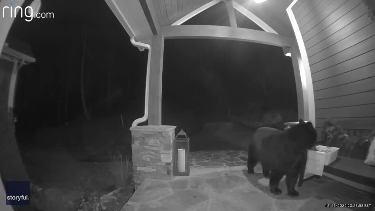Watch bear in NC steal bagel delivery right off family's doorstep: Porch pirate has 'lox of nerve'