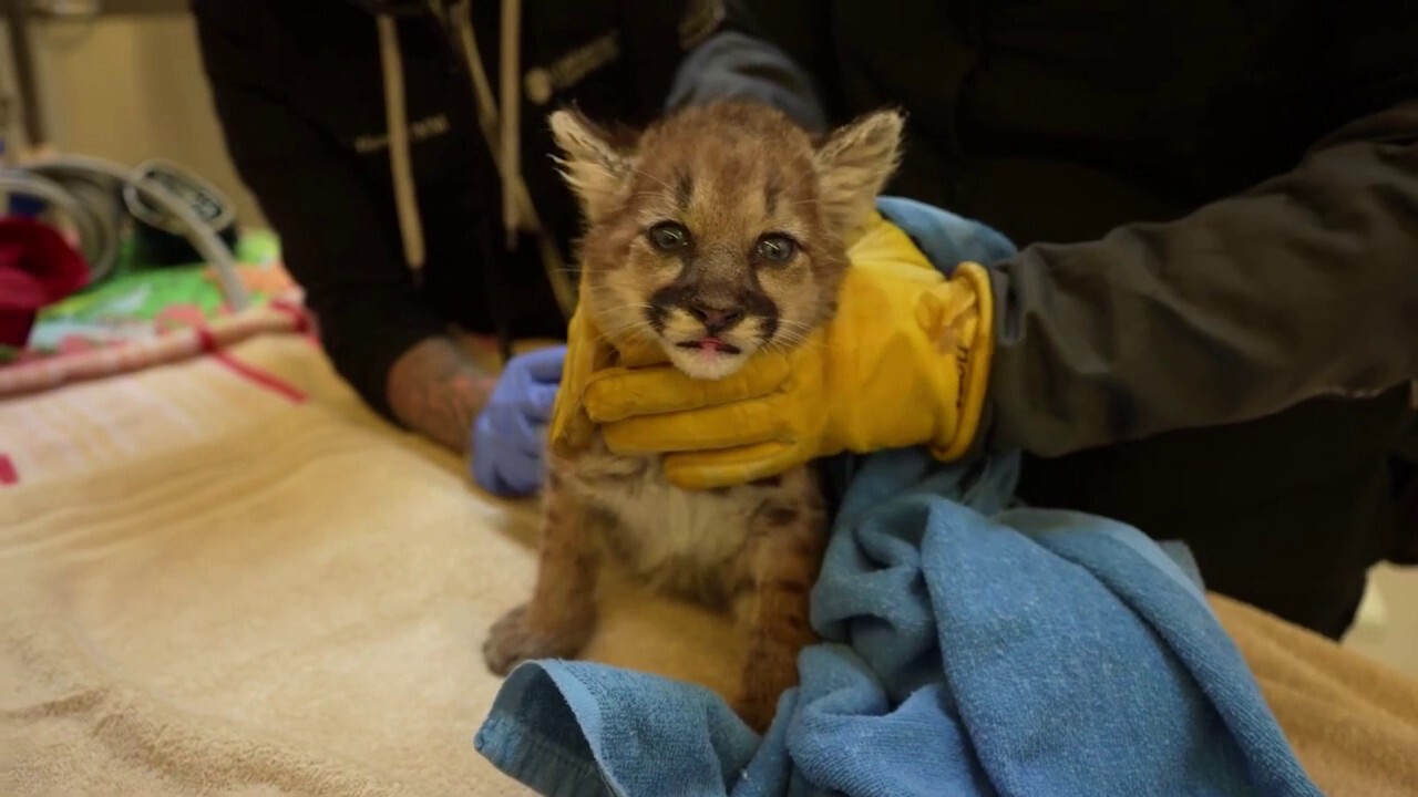 Lost mountain lion cub found on roadway is taken in by zoo