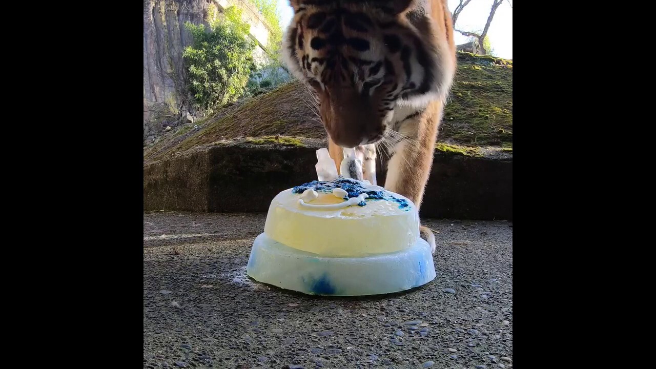 Endangered tiger siblings celebrate birthday with 'cake'