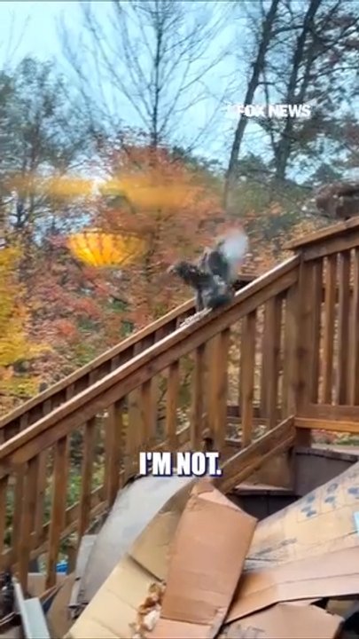WATCH: Chickens turn wet porch railing into slide
