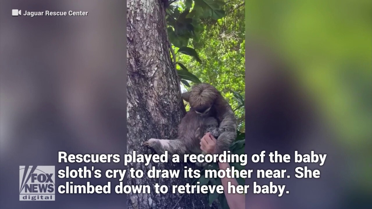 Baby sloth rescued in Costa Rica is reunited with mother