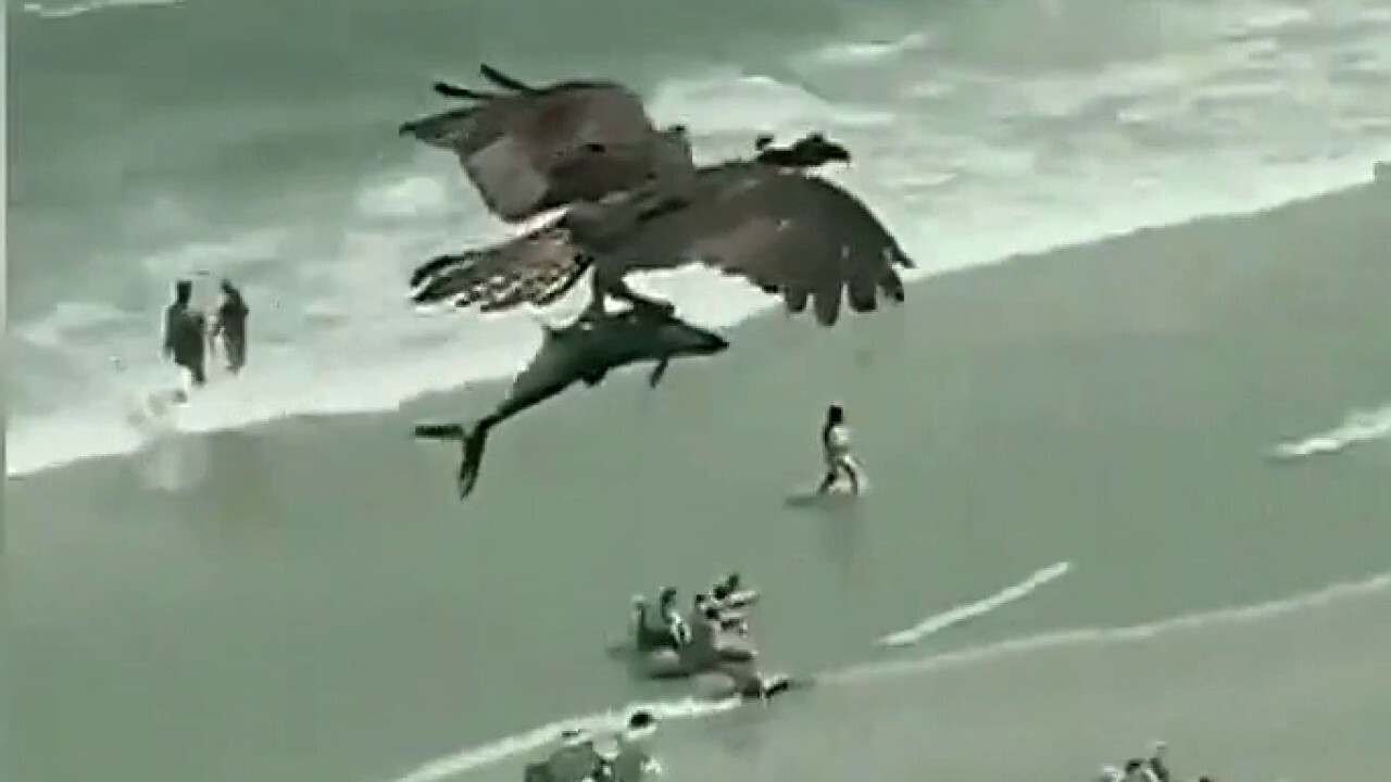 Viral video shows an osprey flying over beach with massive fish in its talons