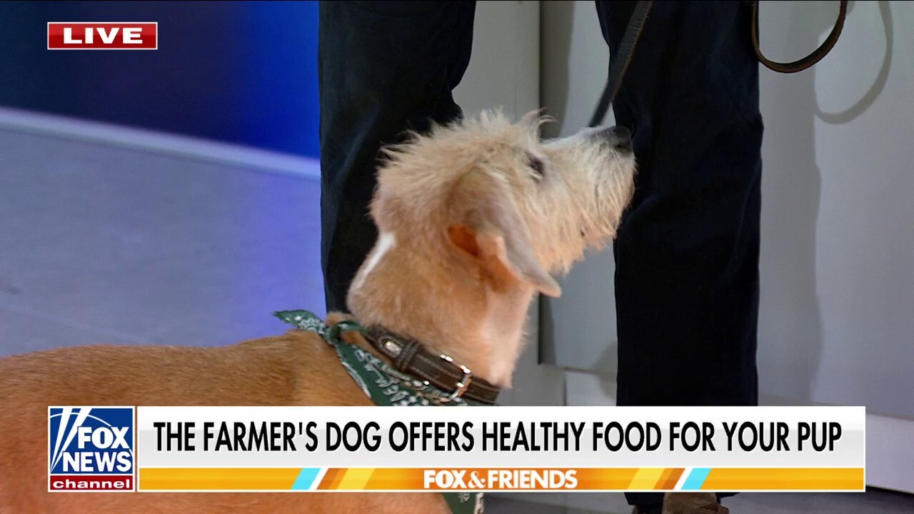 Celebrating National Dog Day with The Farmer's Dog 