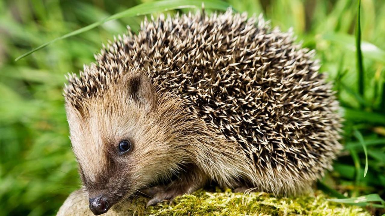 Pet hedgehogs associated with salmonella outbreak