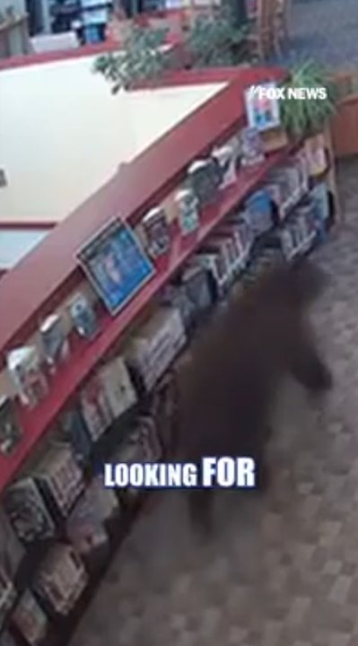 Bear breaks into California library in search of snacks