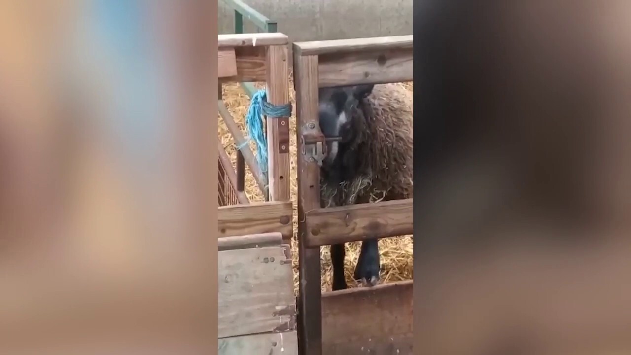 Sheep escape! Clever farm animal unlocks gate, lets herself roam free
