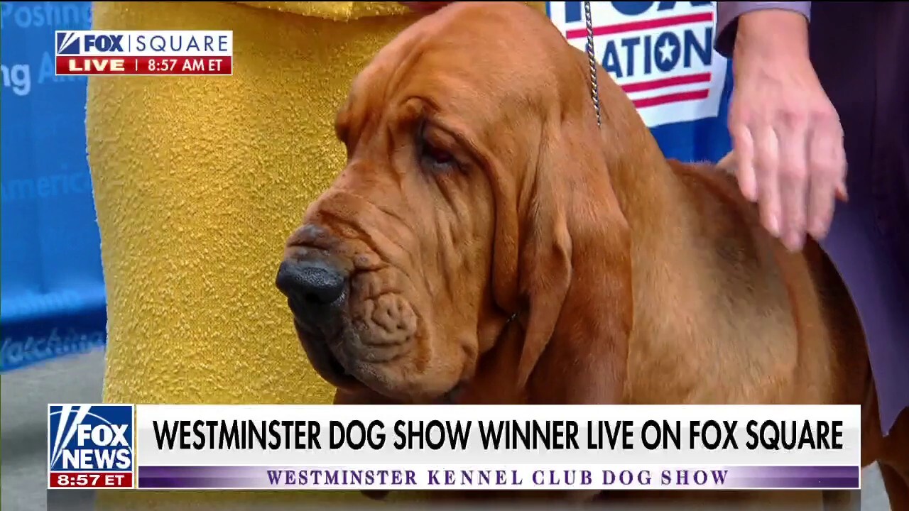 Trumpet becomes first bloodhound to win Westminster Dog Show