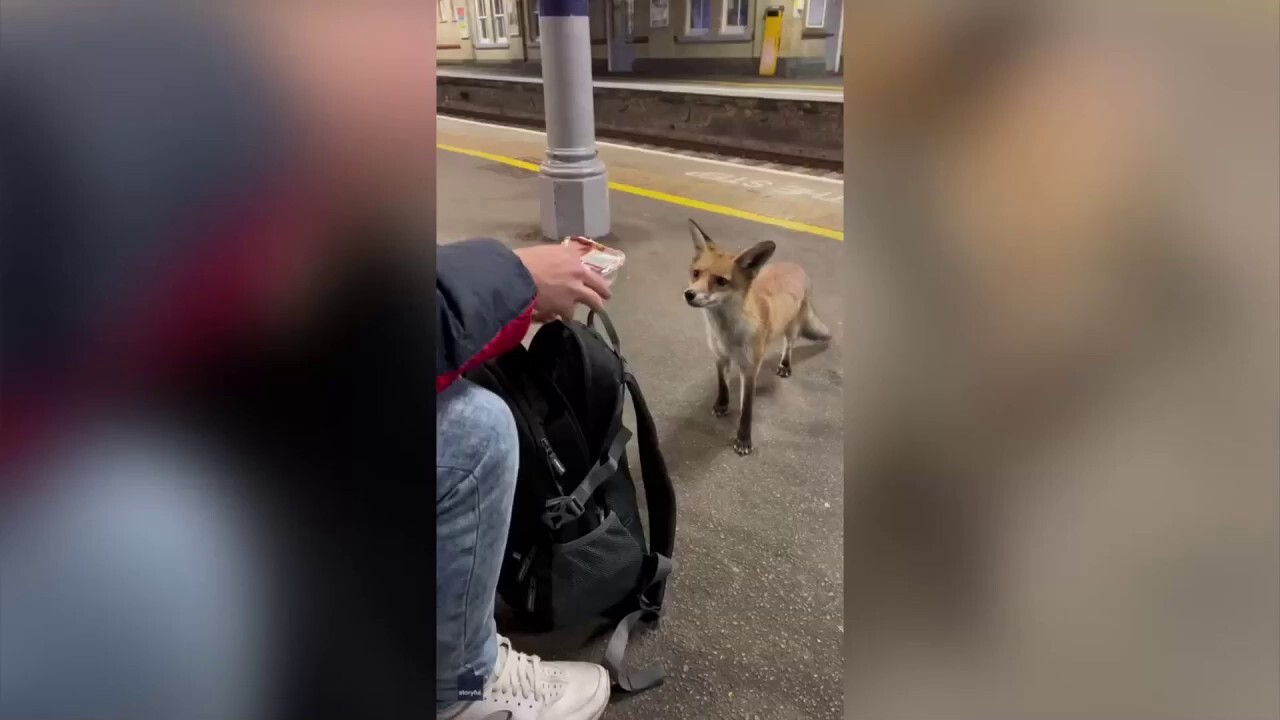 Hungry as a fox! Man shares food with a famished fox