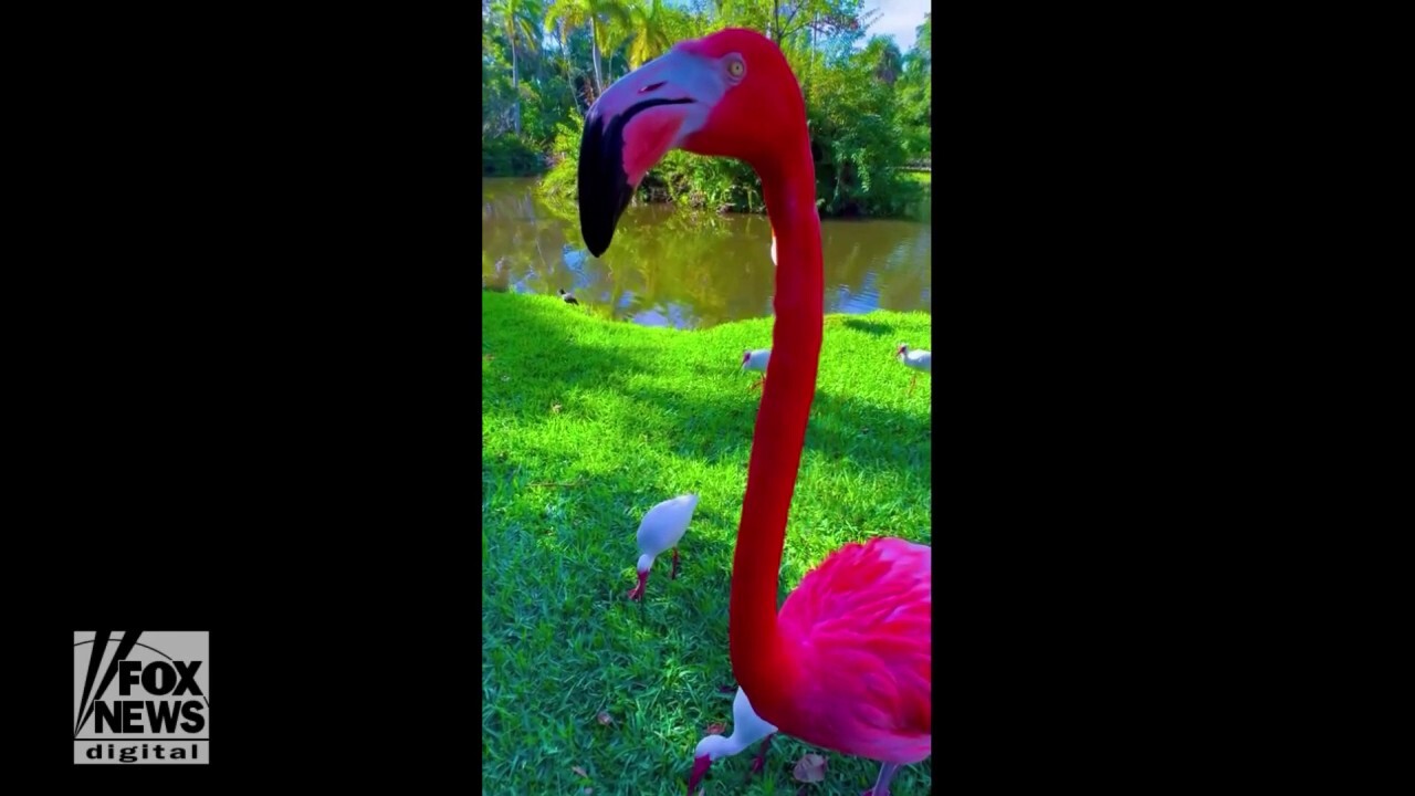 Flamingo in Florida eats snacks from person’s hand