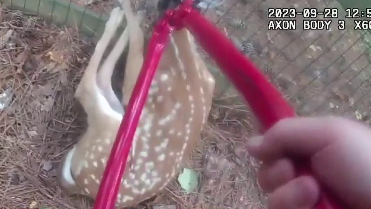 Georgia police sergeant saves small deer from fence