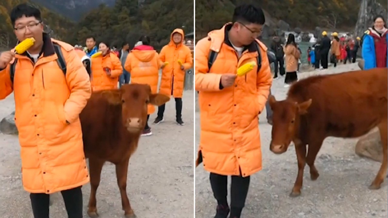 Man eating corn gets unexpected attention from hungry cattle at crowded riverfront