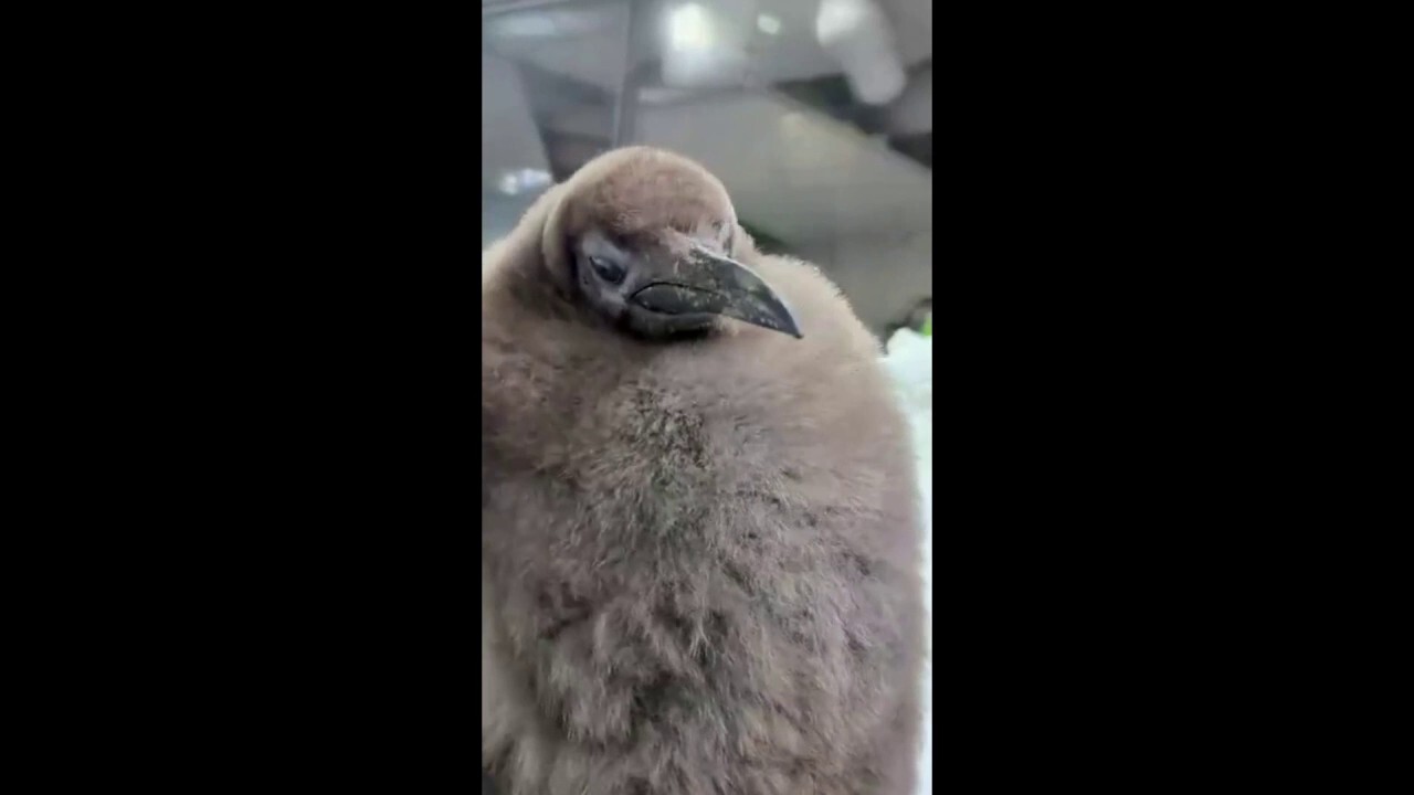 Viral king penguin Pesto of Australia has a gender reveal party