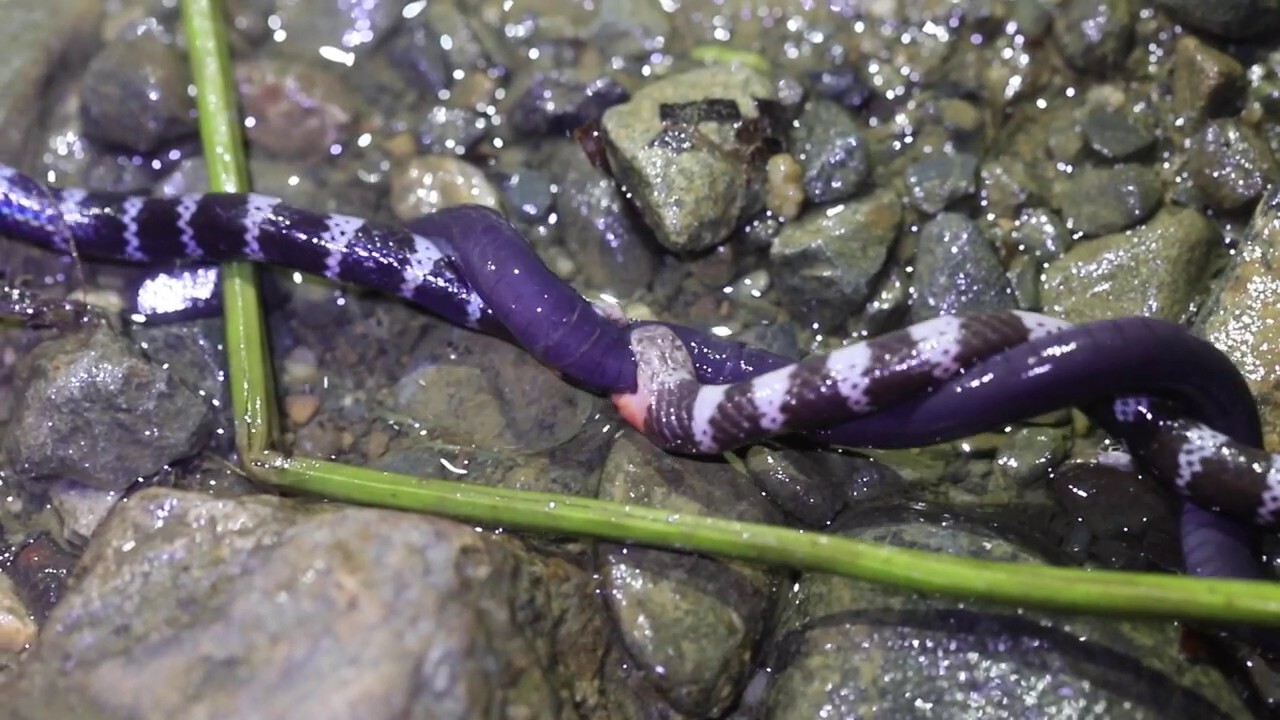 Two wild snakes caught on video fighting for a meal in the Colombian rainforest