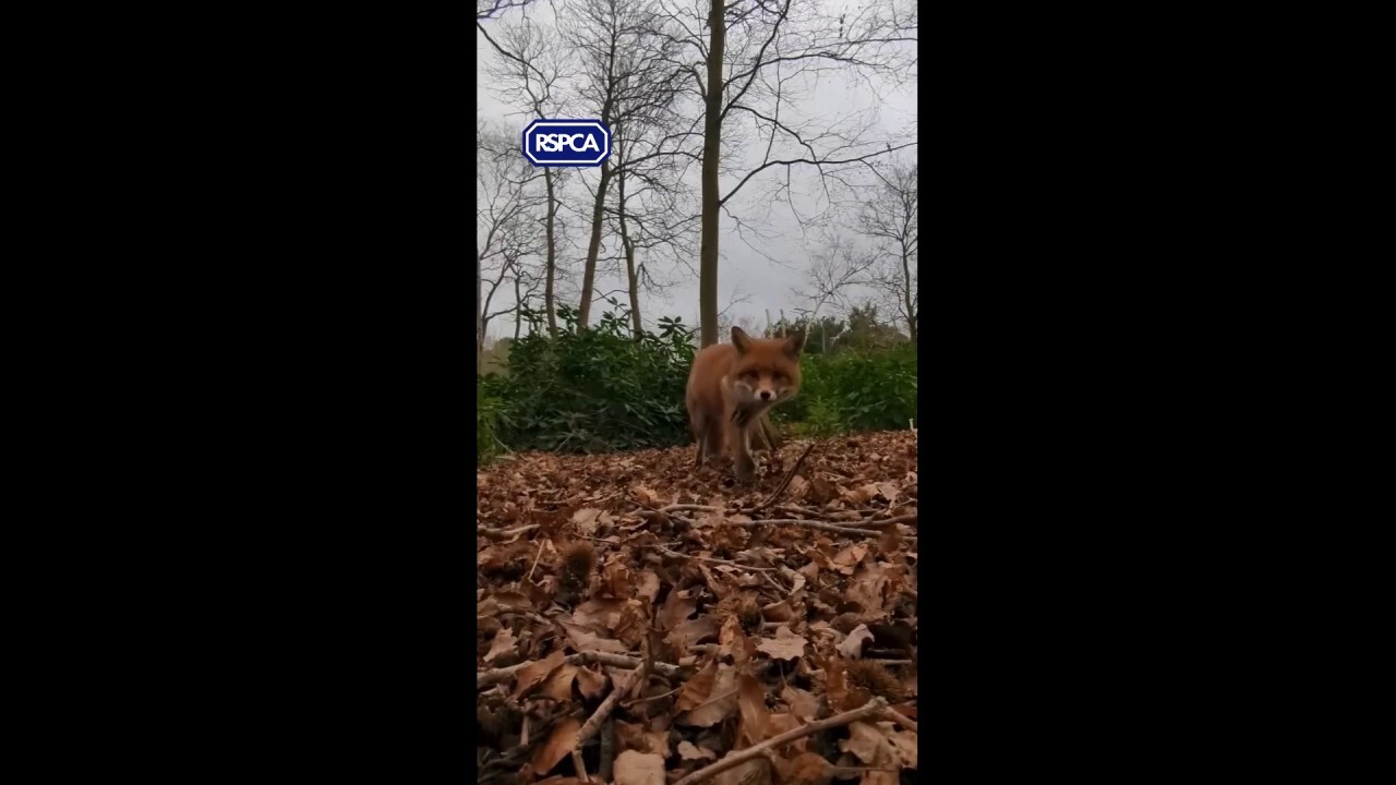  Inquisitive fox steals the phone of an animal rescuer
