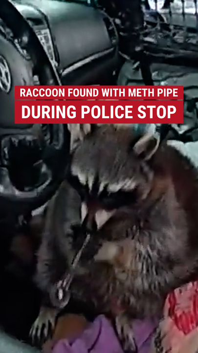 Police caught a pet raccoon named Chewy trying to smoke a meth pipe during a routine traffic stop