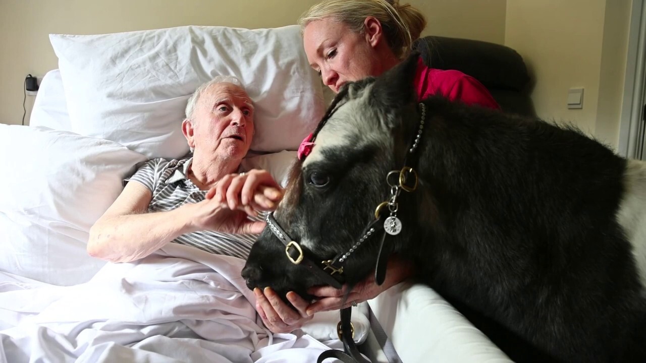 'Little bit of happiness': Woman brings her ponies to care homes to lift spirits and boost mental health