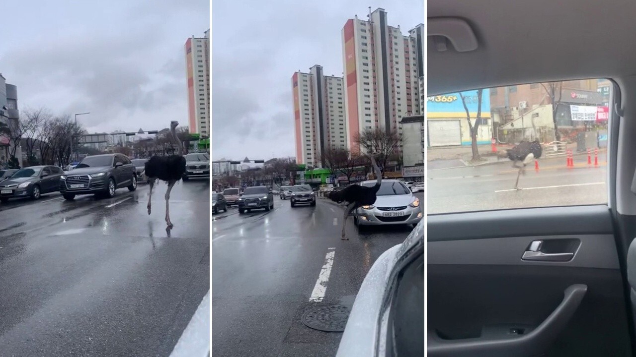 Runaway Ostrich Captured After Dodging Traffic in South Korea