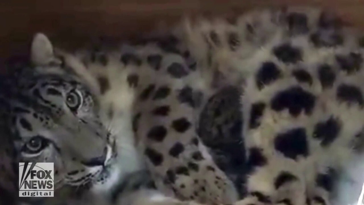 Gorgeous leopard born at local zoo in 'incredibly rare' moment