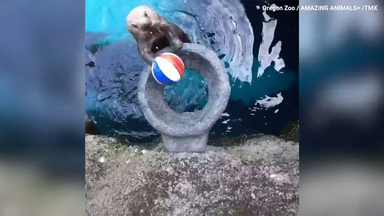 Otter makes her shots! Watch as this rescue otter in Portland practices her basketball skills