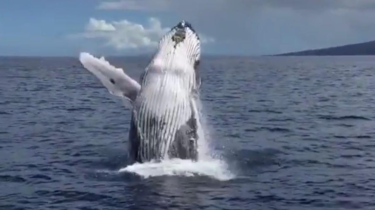 Whale's two spectacular breaches amaze cheering boaters