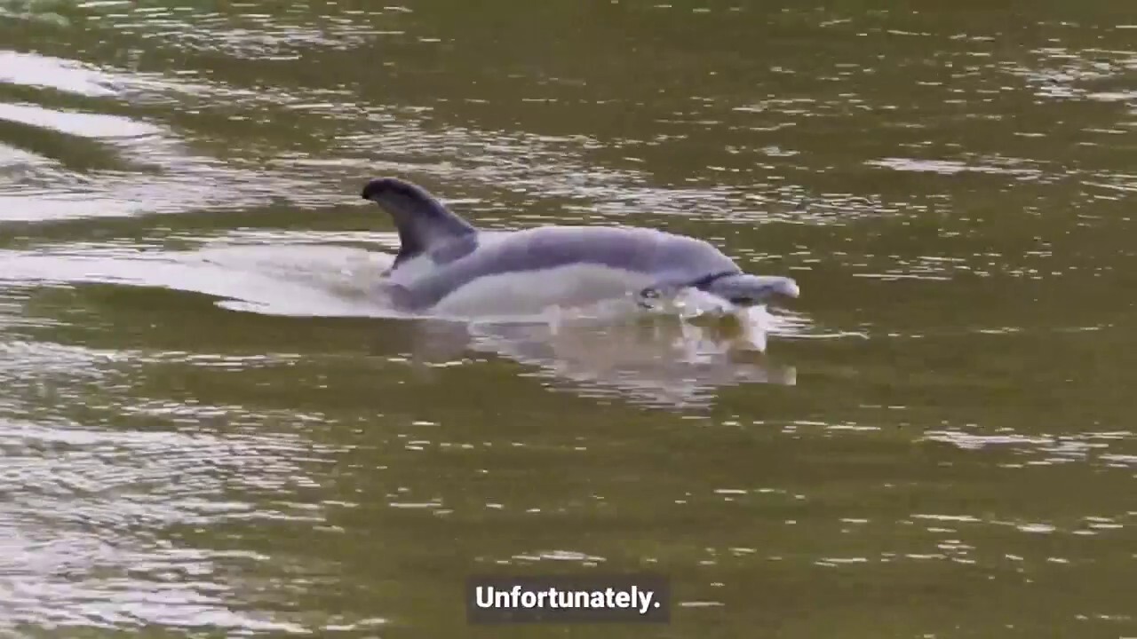 Dolphin spotted far inland, experts say ‘red flag’