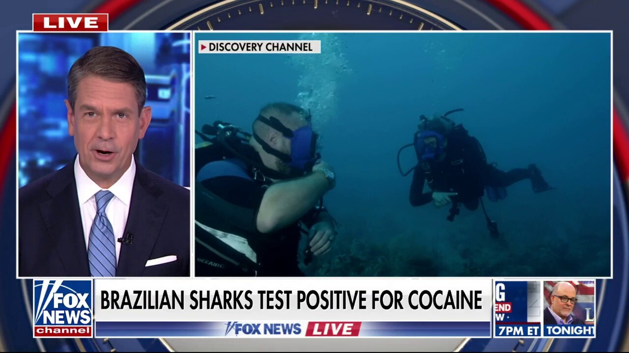 Scientists find sharks are ingesting cocaine
